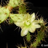 Opuntia infesta PLL Peru MCA P1110235.jpg